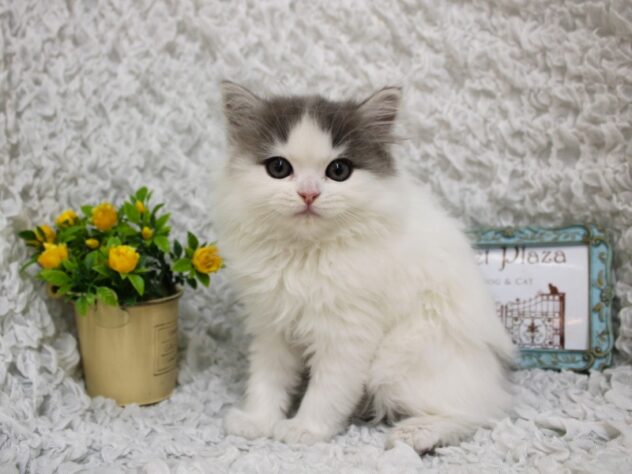 兵庫県のミヌエット (ペット・プラザ アミーゴ尼崎昭和通店/2026年2月18日生まれ/男の子/ブルーホワイトバン)の子猫の1枚目の画像