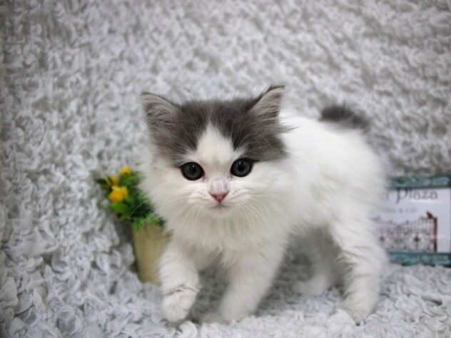 兵庫県のミヌエット (ペット・プラザ アミーゴ尼崎昭和通店/2026年2月18日生まれ/男の子/ブルーホワイトバン)の子猫の2枚目の画像