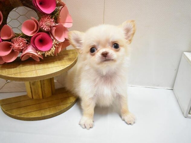 大阪府のチワワ(ロング) (ペット・プラザ アミーゴ豊中服部店/2026年2月20日生まれ/男の子/クリーム)の子犬