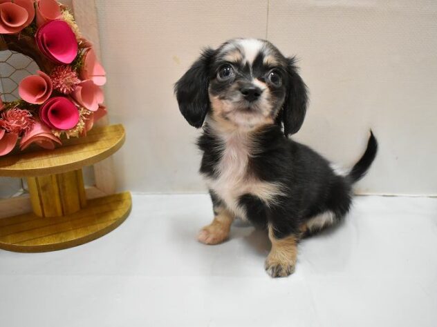 大阪府のチワックス(チワワ×ダックス) (ペット・プラザ アミーゴ豊中服部店/2026年2月20日生まれ/女の子/シルバーダップル)の子犬の2枚目の画像