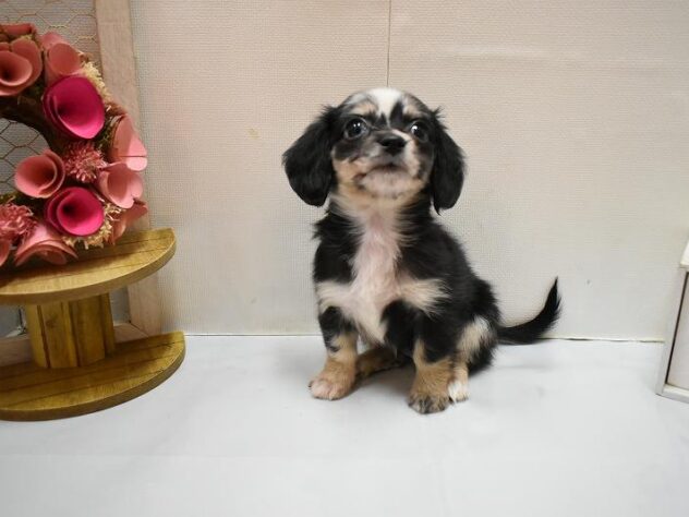 大阪府のチワックス(チワワ×ダックス) (ペット・プラザ アミーゴ豊中服部店/2026年2月20日生まれ/女の子/シルバーダップル)の子犬の3枚目の画像