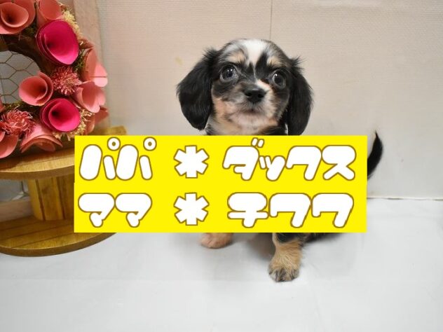 大阪府のチワックス(チワワ×ダックス) (ペット・プラザ アミーゴ豊中服部店/2026年2月20日生まれ/女の子/シルバーダップル)の子犬の1枚目の画像