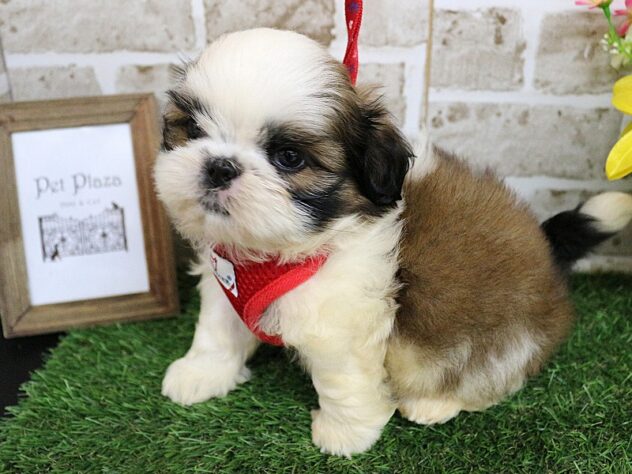 兵庫県のシーズー (ペット・プラザ アミーゴ神戸西店/2026年2月13日生まれ/男の子/ホワイトゴールド)の子犬の2枚目の画像