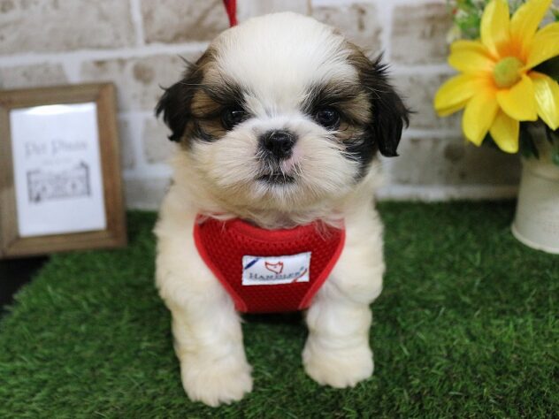 兵庫県のシーズー (ペット・プラザ アミーゴ神戸西店/2026年2月13日生まれ/男の子/ホワイトゴールド)の子犬の1枚目の画像