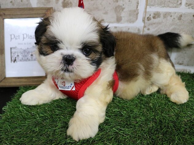 兵庫県のシーズー (ペット・プラザ アミーゴ神戸西店/2026年2月13日生まれ/男の子/ホワイトゴールド)の子犬の3枚目の画像