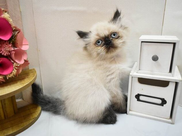 大阪府のヒマラヤン (ペット・プラザ アミーゴ豊中服部店/2026年2月20日生まれ/女の子/シールポイント)の子猫の1枚目の画像