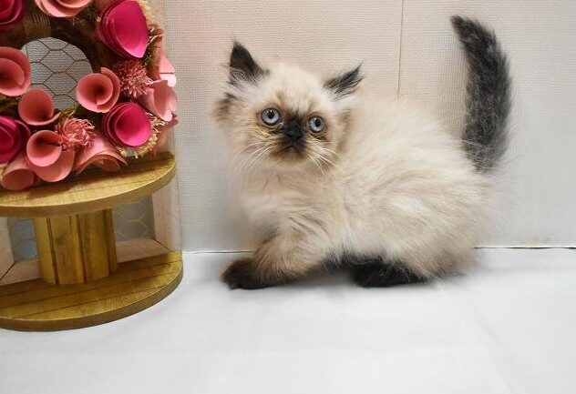 大阪府のヒマラヤン (ペット・プラザ アミーゴ豊中服部店/2026年2月20日生まれ/女の子/シールポイント)の子猫の2枚目の画像