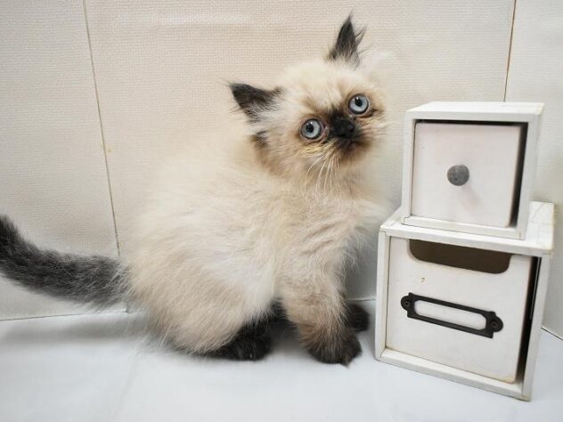 大阪府のヒマラヤン (ペット・プラザ アミーゴ豊中服部店/2026年2月20日生まれ/女の子/シールポイント)の子猫の3枚目の画像