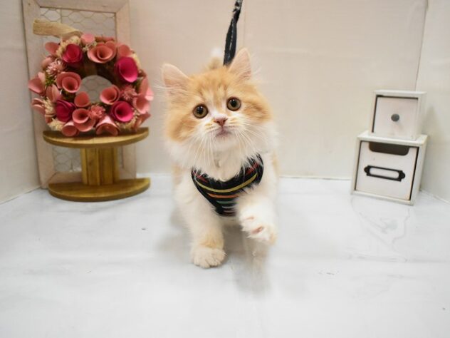 大阪府のスコティッシュストレート (ペット・プラザ アミーゴ豊中服部店/2026年2月6日生まれ/男の子/レッドタビーホワイト)の子猫の1枚目の画像