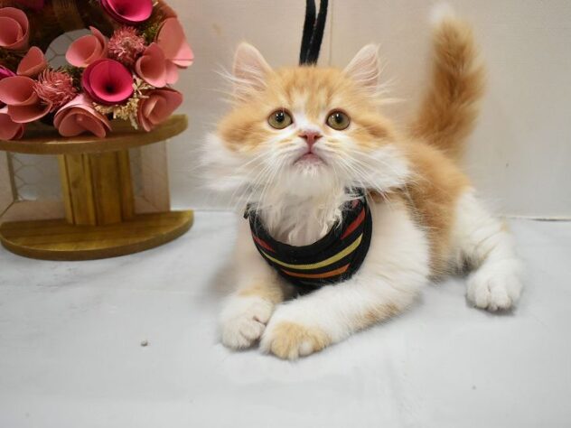 大阪府のスコティッシュストレート (ペット・プラザ アミーゴ豊中服部店/2026年2月6日生まれ/男の子/レッドタビーホワイト)の子猫の2枚目の画像