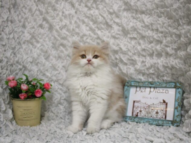 兵庫県のスコティッシュストレート (ペット・プラザ アミーゴ尼崎昭和通店/2026年1月27日生まれ/男の子/クリームホワイト)の子猫の3枚目の画像