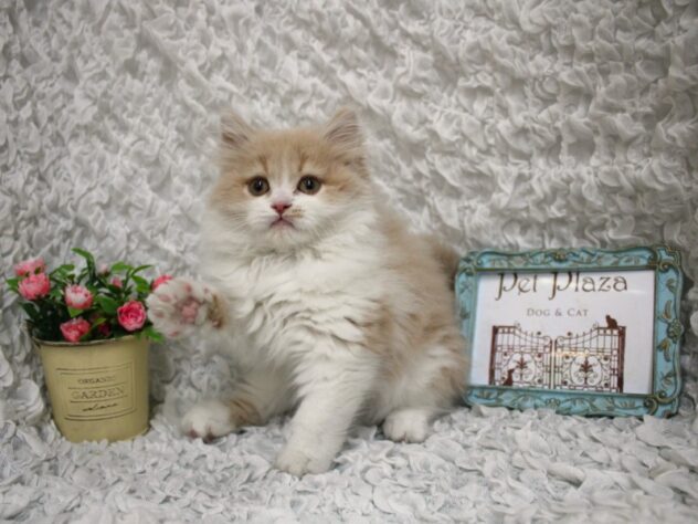 兵庫県のスコティッシュストレート (ペット・プラザ アミーゴ尼崎昭和通店/2026年1月27日生まれ/男の子/クリームホワイト)の子猫の2枚目の画像