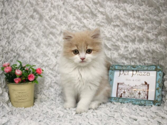 兵庫県のスコティッシュストレート (ペット・プラザ アミーゴ尼崎昭和通店/2026年1月27日生まれ/男の子/クリームホワイト)の子猫の1枚目の画像