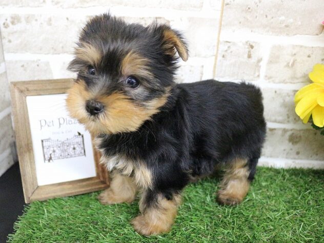 兵庫県のヨークシャーテリア (ペット・プラザ アミーゴ神戸西店/2026年2月22日生まれ/男の子/スチールブルータン)の子犬の2枚目の画像