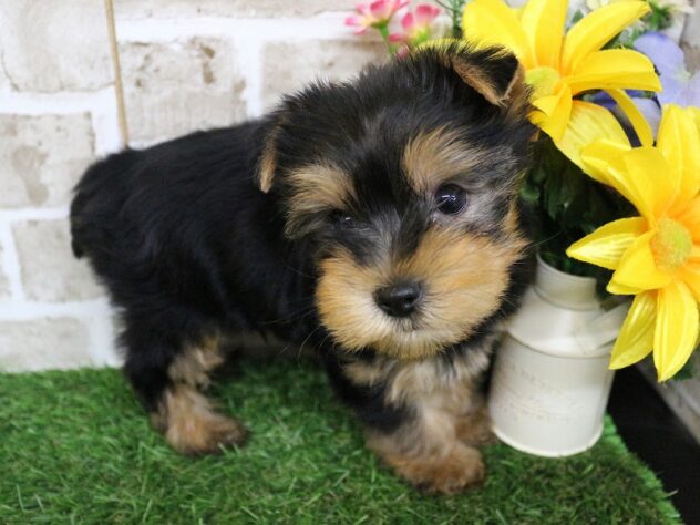 兵庫県のヨークシャーテリア (ペット・プラザ アミーゴ神戸西店/2026年2月22日生まれ/男の子/スチールブルータン)の子犬の3枚目の画像