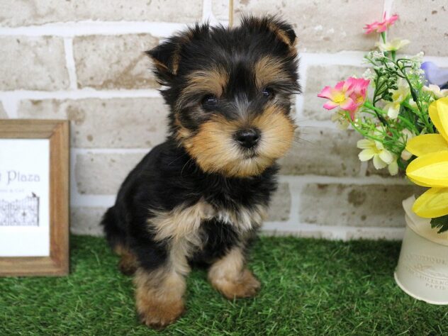 兵庫県のヨークシャーテリア (ペット・プラザ アミーゴ神戸西店/2026年2月22日生まれ/男の子/スチールブルータン)の子犬の1枚目の画像