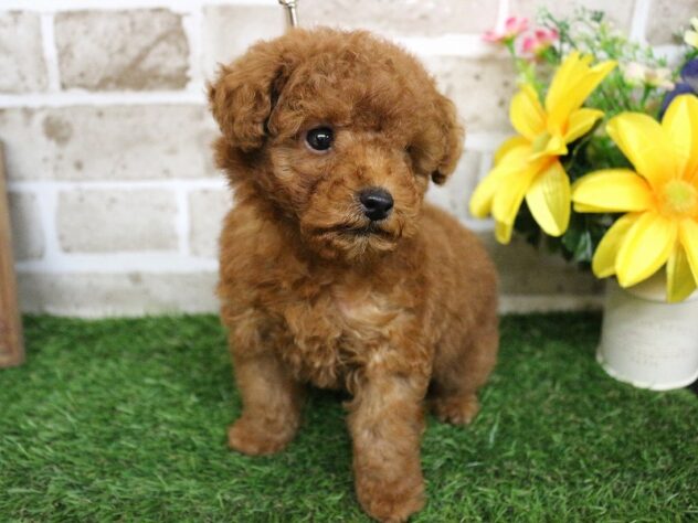 兵庫県のトイプードル(トイ) (ペット・プラザ アミーゴ神戸西店/2026年2月23日生まれ/男の子/レッド)の子犬の2枚目の画像