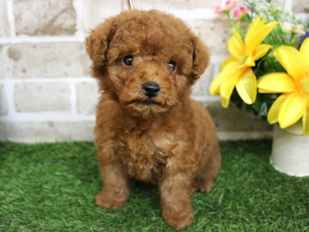 兵庫県のトイプードル(トイ) (ペット・プラザ アミーゴ神戸西店/2026年2月23日生まれ/男の子/レッド)の子犬の1枚目の画像