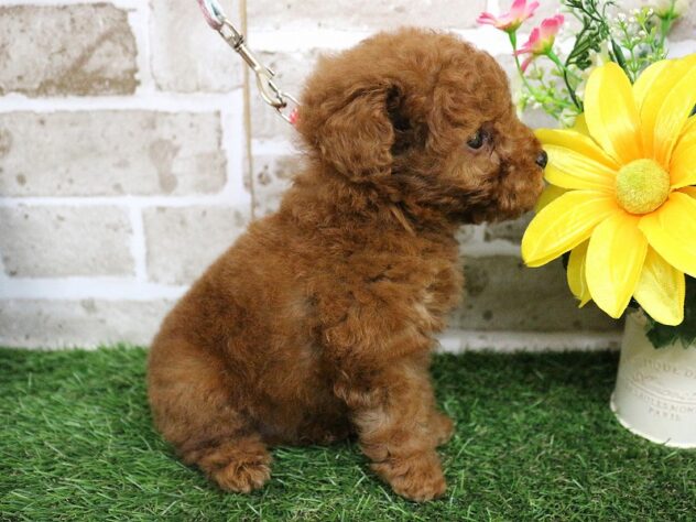 兵庫県のトイプードル(トイ) (ペット・プラザ アミーゴ神戸西店/2026年2月23日生まれ/男の子/レッド)の子犬の3枚目の画像