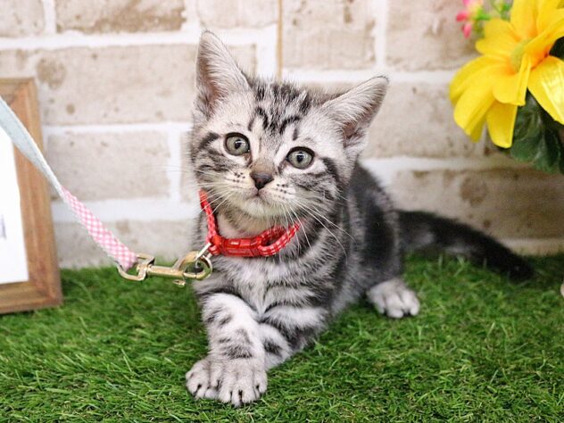 兵庫県のアメリカンショートヘアー (ペット・プラザ アミーゴ神戸西店/2026年2月21日生まれ/男の子/シルバータビー)の子猫の2枚目の画像