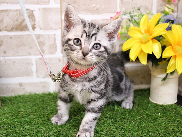 兵庫県のアメリカンショートヘアー (ペット・プラザ アミーゴ神戸西店/2026年2月21日生まれ/男の子/シルバータビー)の子猫の1枚目の画像