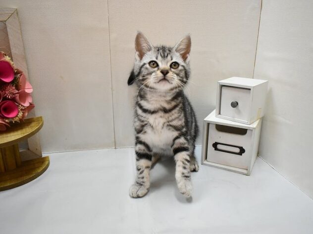 大阪府のアメリカンショートヘアー (ペット・プラザ アミーゴ豊中服部店/2026年2月21日生まれ/女の子/シルバータビー)の子猫の1枚目の画像