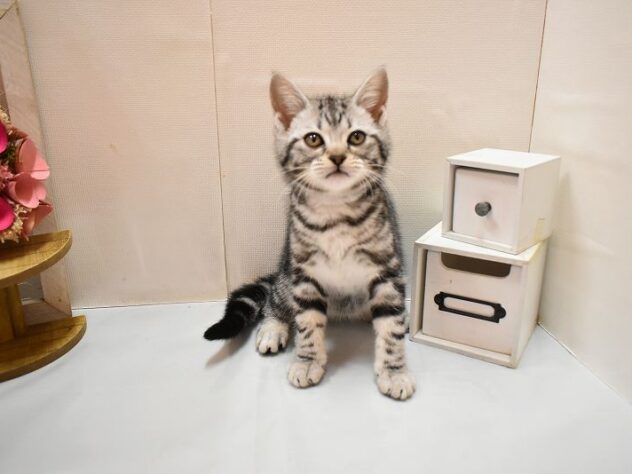 大阪府のアメリカンショートヘアー (ペット・プラザ アミーゴ豊中服部店/2026年2月21日生まれ/女の子/シルバータビー)の子猫の4枚目の画像