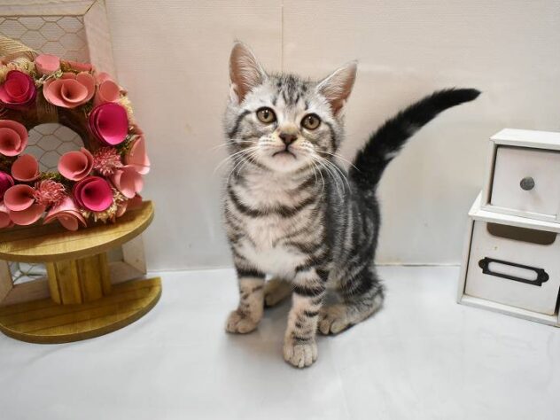 大阪府のアメリカンショートヘアー (ペット・プラザ アミーゴ豊中服部店/2026年2月21日生まれ/女の子/シルバータビー)の子猫の2枚目の画像