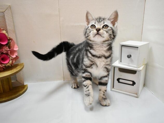 大阪府のアメリカンショートヘアー (ペット・プラザ アミーゴ豊中服部店/2026年2月21日生まれ/女の子/シルバータビー)の子猫の3枚目の画像