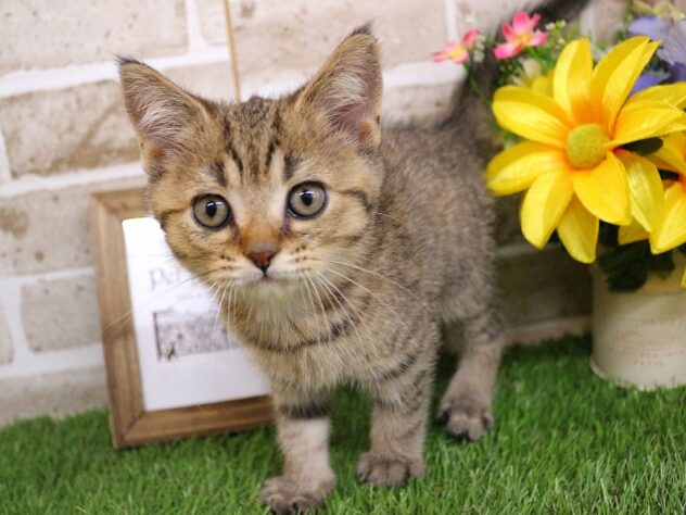 兵庫県のブリティッシュショートヘアー (ペット・プラザ アミーゴ神戸西店/2026年2月22日生まれ/男の子/ブラウンマッカレルタビー)の子猫の2枚目の画像