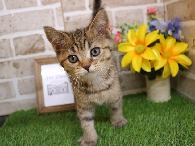 兵庫県のブリティッシュショートヘアー (ペット・プラザ アミーゴ神戸西店/2026年2月22日生まれ/男の子/ブラウンマッカレルタビー)の子猫の3枚目の画像