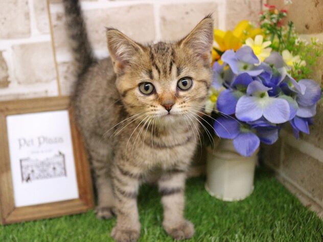 兵庫県のブリティッシュショートヘアー (ペット・プラザ アミーゴ神戸西店/2026年2月22日生まれ/男の子/ブラウンマッカレルタビー)の子猫の1枚目の画像
