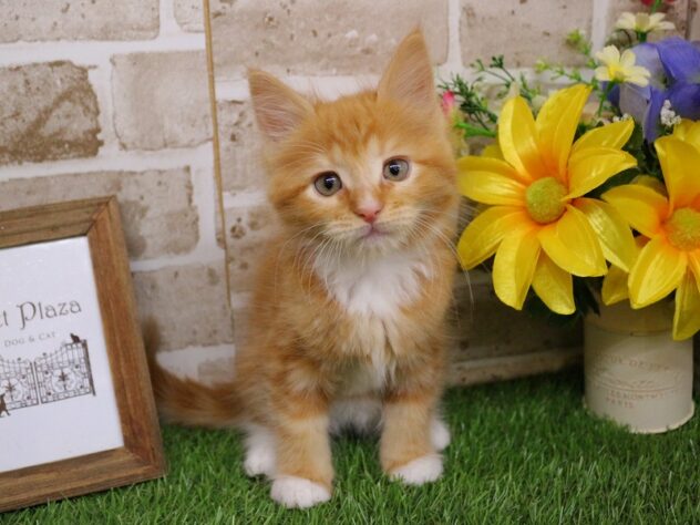 兵庫県のメインクーン (ペット・プラザ アミーゴ神戸西店/2026年3月1日生まれ/男の子/レッドタビーホワイト)の子猫の1枚目の画像