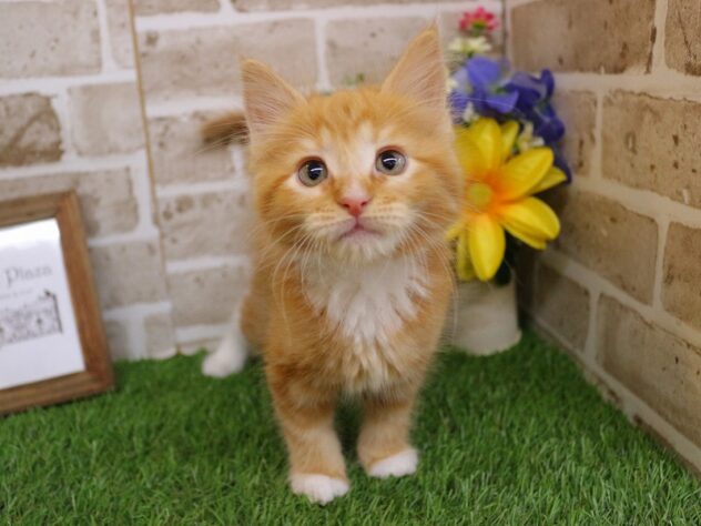 兵庫県のメインクーン (ペット・プラザ アミーゴ神戸西店/2026年3月1日生まれ/男の子/レッドタビーホワイト)の子猫の2枚目の画像