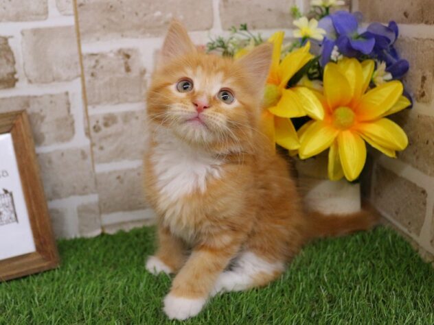 兵庫県のメインクーン (ペット・プラザ アミーゴ神戸西店/2026年3月1日生まれ/男の子/レッドタビーホワイト)の子猫の3枚目の画像