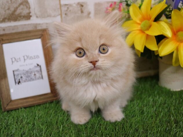 兵庫県のブリティッシュロングヘアー (ペット・プラザ アミーゴ神戸西店/2026年3月1日生まれ/男の子/クリーム)の子猫の3枚目の画像