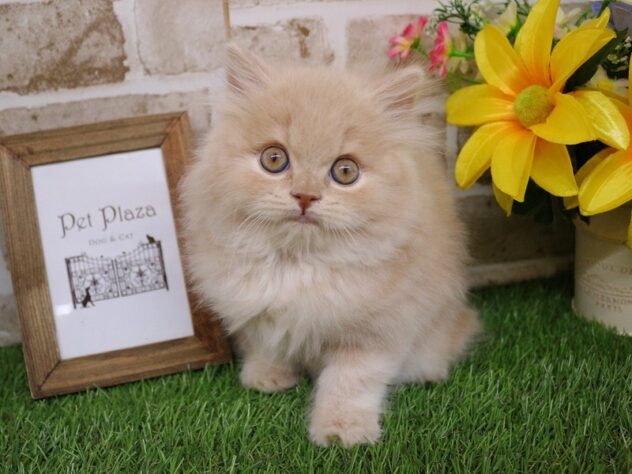 兵庫県のブリティッシュロングヘアー (ペット・プラザ アミーゴ神戸西店/2026年3月1日生まれ/男の子/クリーム)の子猫の2枚目の画像