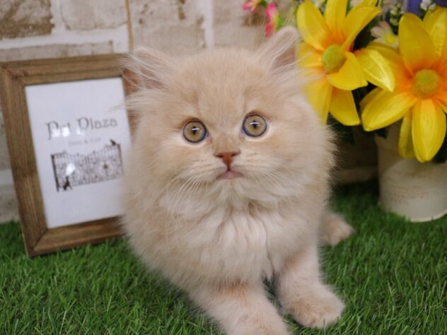 兵庫県のブリティッシュロングヘアー (ペット・プラザ アミーゴ神戸西店/2026年3月1日生まれ/男の子/クリーム)の子猫の1枚目の画像