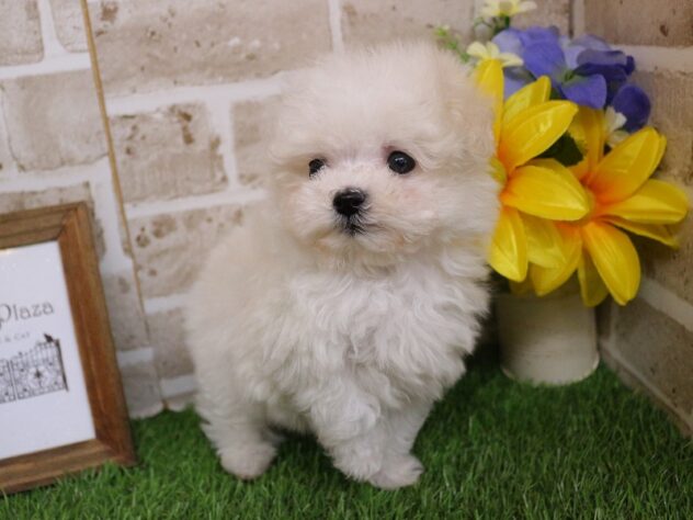 兵庫県のマルプー(マルチーズ×プードル) (ペット・プラザ アミーゴ神戸西店/2026年2月26日生まれ/男の子/ホワイト)の子犬の4枚目の画像