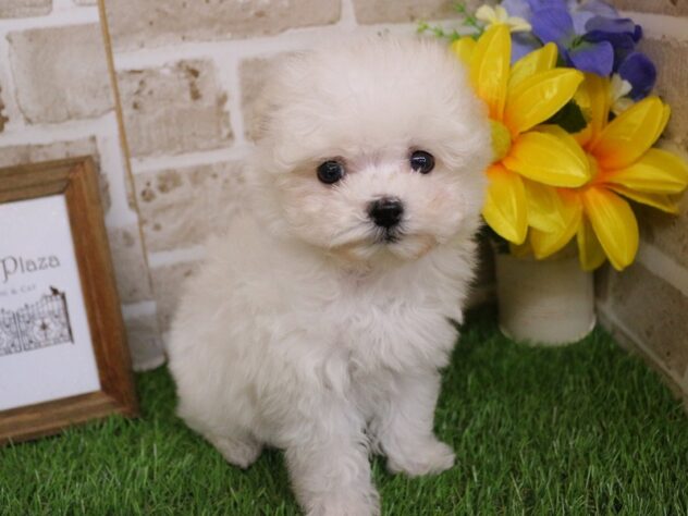 兵庫県のマルプー(マルチーズ×プードル) (ペット・プラザ アミーゴ神戸西店/2026年2月26日生まれ/男の子/ホワイト)の子犬の2枚目の画像