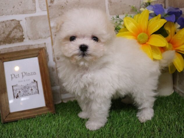 兵庫県のマルプー(マルチーズ×プードル) (ペット・プラザ アミーゴ神戸西店/2026年2月26日生まれ/男の子/ホワイト)の子犬の3枚目の画像