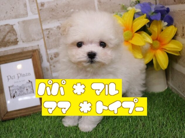 兵庫県のマルプー(マルチーズ×プードル) (ペット・プラザ アミーゴ神戸西店/2026年2月26日生まれ/男の子/ホワイト)の子犬の1枚目の画像