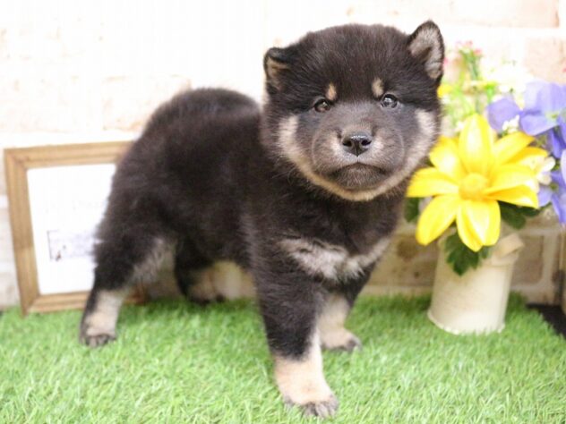 兵庫県の豆柴 (ペット・プラザ アミーゴ神戸西店/2026年2月28日生まれ/男の子/黒)の子犬の3枚目の画像