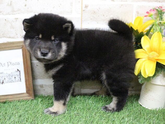 兵庫県の豆柴 (ペット・プラザ アミーゴ神戸西店/2026年2月28日生まれ/男の子/黒)の子犬の4枚目の画像