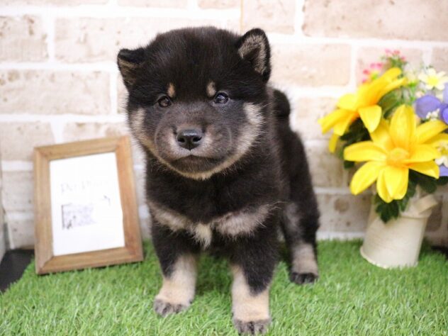 兵庫県の豆柴 (ペット・プラザ アミーゴ神戸西店/2026年2月28日生まれ/男の子/黒)の子犬の1枚目の画像