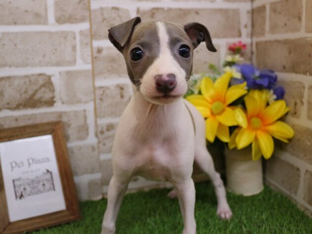 兵庫県のイタリアングレーハウンド (ペット・プラザ アミーゴ神戸西店/2026年2月28日生まれ/女の子/ホワイト＆ブルーマーキングス)の子犬の3枚目の画像