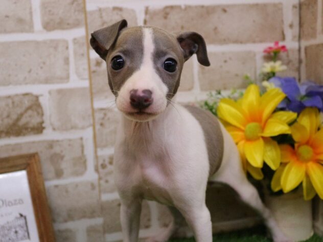 兵庫県のイタリアングレーハウンド (ペット・プラザ アミーゴ神戸西店/2026年2月28日生まれ/女の子/ホワイト＆ブルーマーキングス)の子犬の1枚目の画像