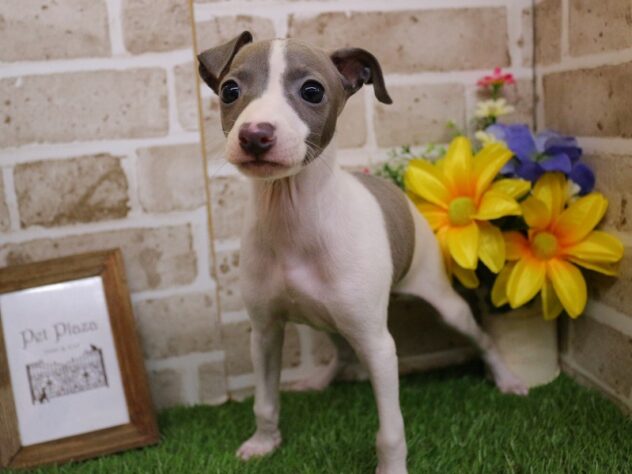 兵庫県のイタリアングレーハウンド (ペット・プラザ アミーゴ神戸西店/2026年2月28日生まれ/女の子/ホワイト＆ブルーマーキングス)の子犬の2枚目の画像