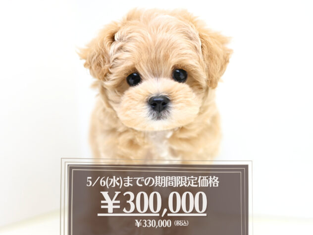 岡山県のハーフ犬・ミックス犬 (アミーゴ大安寺店/2026年2月14日生まれ/男の子/アプリコット)の子犬の1枚目の画像