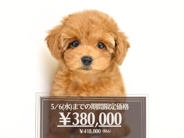 岡山県のトイプードル(トイ) (アミーゴ大安寺店/2025年12月24日生まれ/女の子/レッドフォーン)の子犬の1枚目の画像